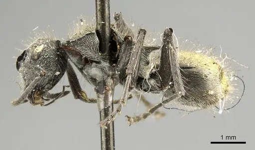 Polyrhachis aurea - CASENT0915815