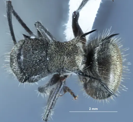 Polyrhachis aurea - JDM32-002131