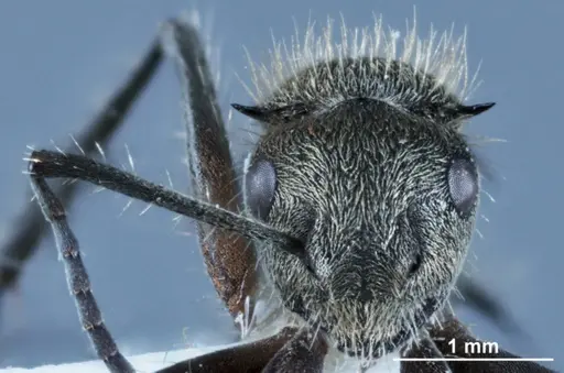 Polyrhachis aurea - JDM32-002131