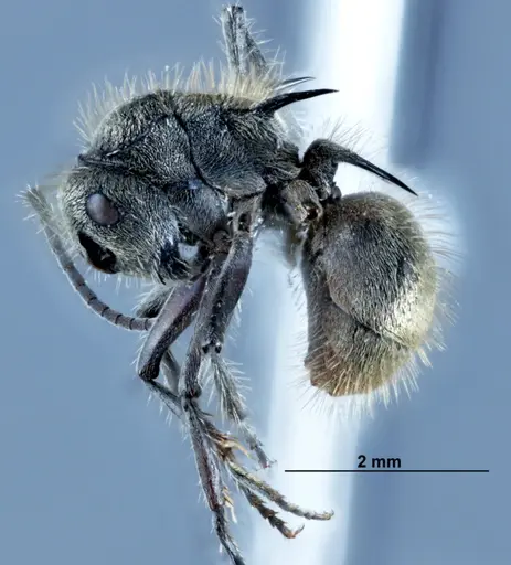 Polyrhachis aurea - JDM32-002131