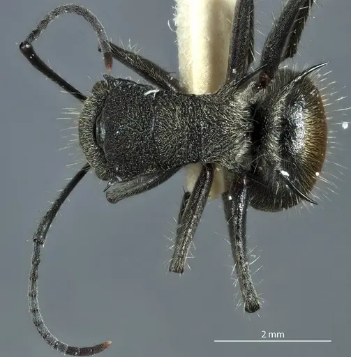 Polyrhachis aurea - JDM32-002150