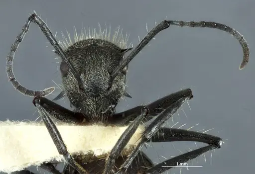 Polyrhachis aurea - JDM32-002150