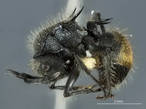 Polyrhachis aurea - JDM32-002150