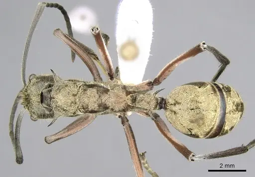 Polyrhachis aureovestita specimen