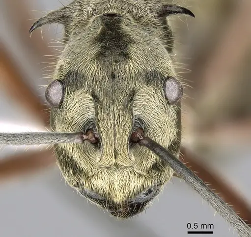 Polyrhachis aureovestita specimen