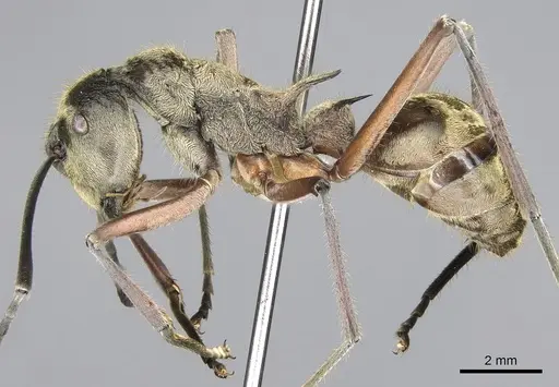 Polyrhachis aureovestita specimen