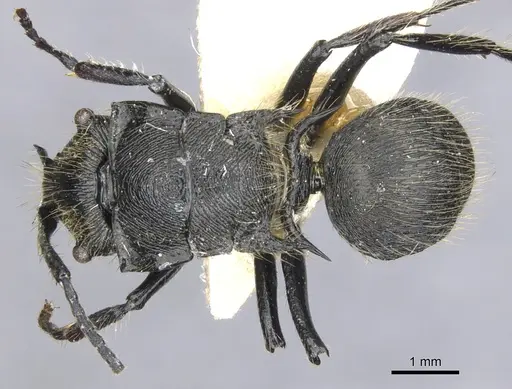 Polyrhachis auriformis specimen
