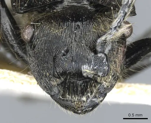 Polyrhachis auriformis specimen