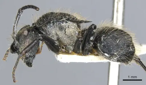 Polyrhachis auriformis specimen
