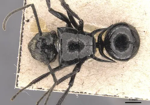 Polyrhachis aurita specimen