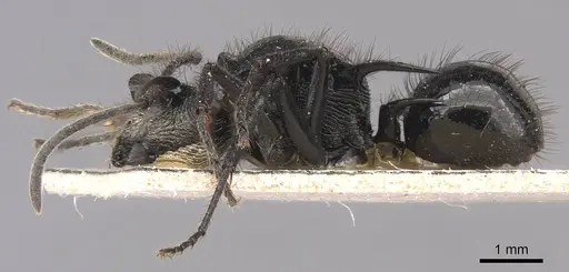 Polyrhachis aurita specimen