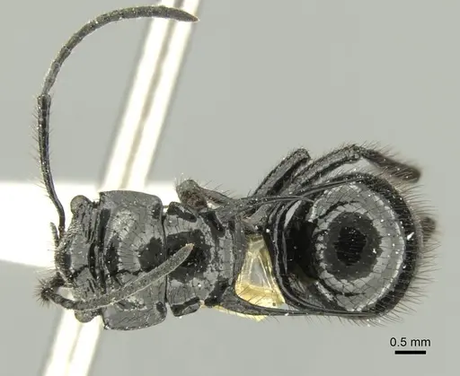Polyrhachis aurita - CASENT0906738