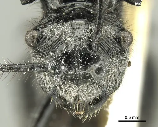 Polyrhachis aurita - CASENT0906738