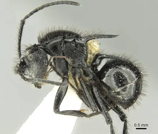 Polyrhachis aurita - CASENT0906738
