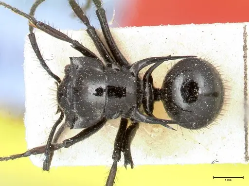 Polyrhachis aurita - FOCOL0448