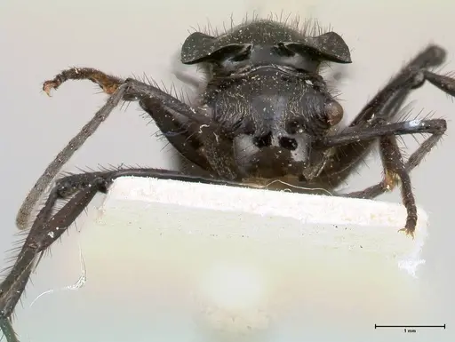 Polyrhachis aurita - FOCOL0448