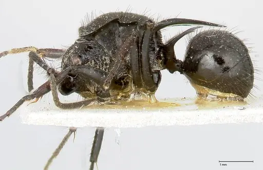 Polyrhachis aurita - FOCOL0448