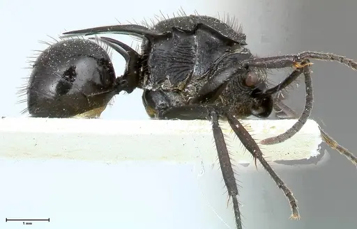 Polyrhachis aurita - FOCOL0448