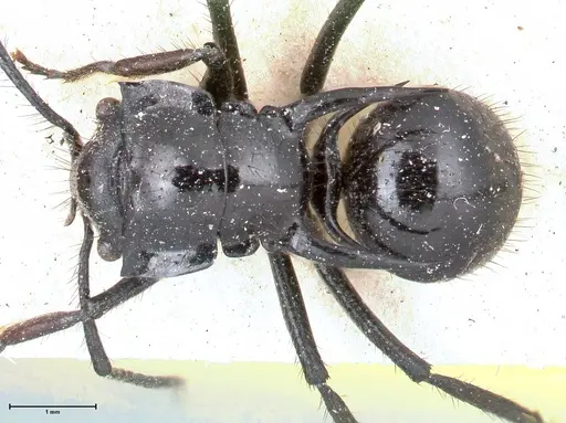 Polyrhachis aurita - FOCOL0449