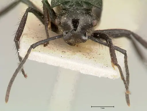 Polyrhachis aurita - FOCOL0449
