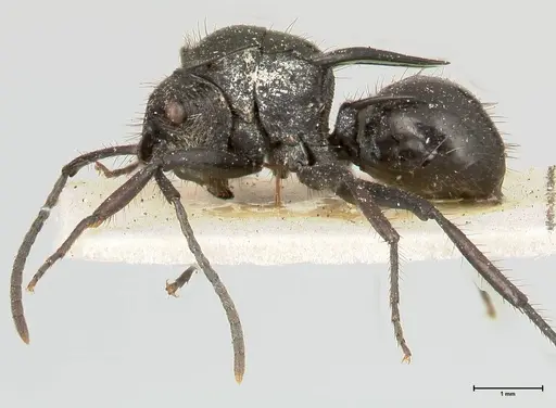 Polyrhachis aurita - FOCOL0449