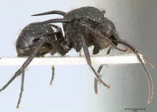 Polyrhachis aurita - FOCOL0449