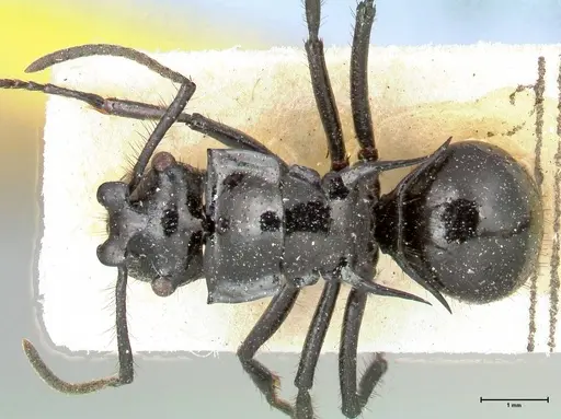 Polyrhachis aurita - FOCOL0454