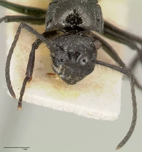 Polyrhachis aurita - FOCOL0454