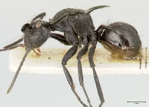 Polyrhachis aurita - FOCOL0454