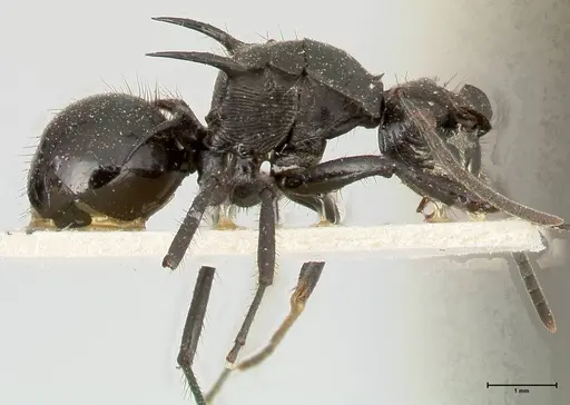 Polyrhachis aurita - FOCOL0454