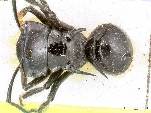 Polyrhachis aurita - FOCOL0455