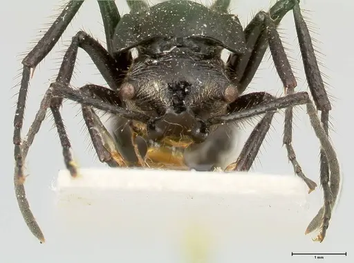 Polyrhachis aurita - FOCOL0455