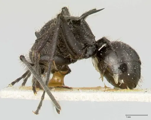 Polyrhachis aurita - FOCOL0455