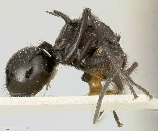 Polyrhachis aurita - FOCOL0455