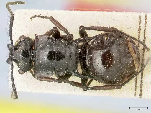 Polyrhachis aurita - FOCOL0456