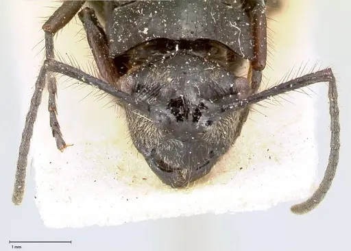 Polyrhachis aurita - FOCOL0456
