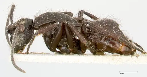 Polyrhachis aurita - FOCOL0456