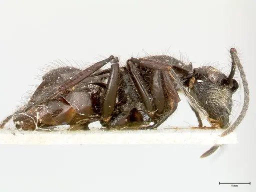 Polyrhachis aurita - FOCOL0456