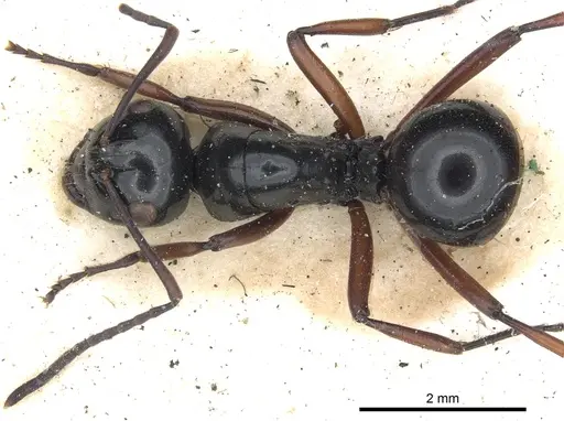 Polyrhachis australis specimen