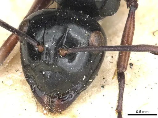 Polyrhachis australis specimen