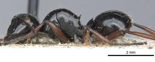 Polyrhachis australis specimen
