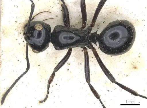 Polyrhachis australis - CASENT0903426