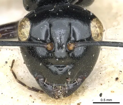 Polyrhachis australis - CASENT0903426