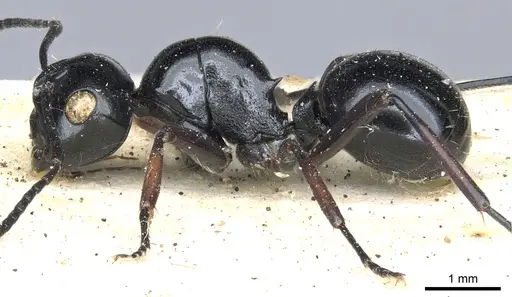 Polyrhachis australis - CASENT0903426