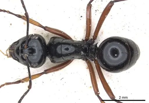 Polyrhachis australis - CASENT0903427