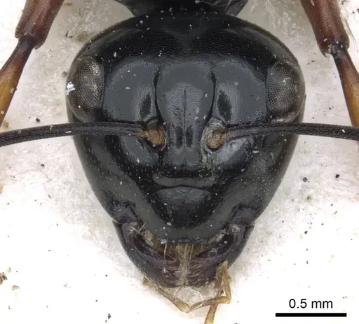 Polyrhachis australis - CASENT0903427