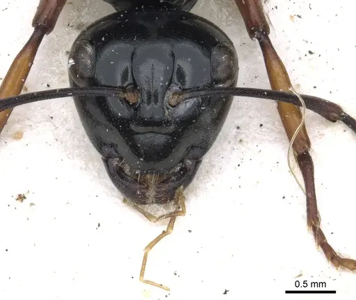 Polyrhachis australis - CASENT0903427