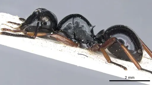 Polyrhachis australis - CASENT0903427