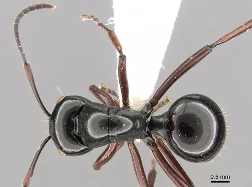 Polyrhachis australis - CASENT0906792