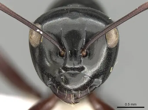Polyrhachis australis - CASENT0906792